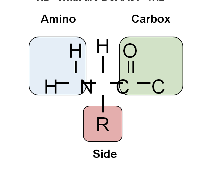 What Do Branched-Chain Amino Acids (BCAAs) Do?